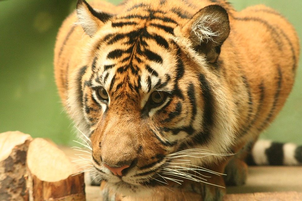 Tiger-Animal-Zoo-2247133.jpg